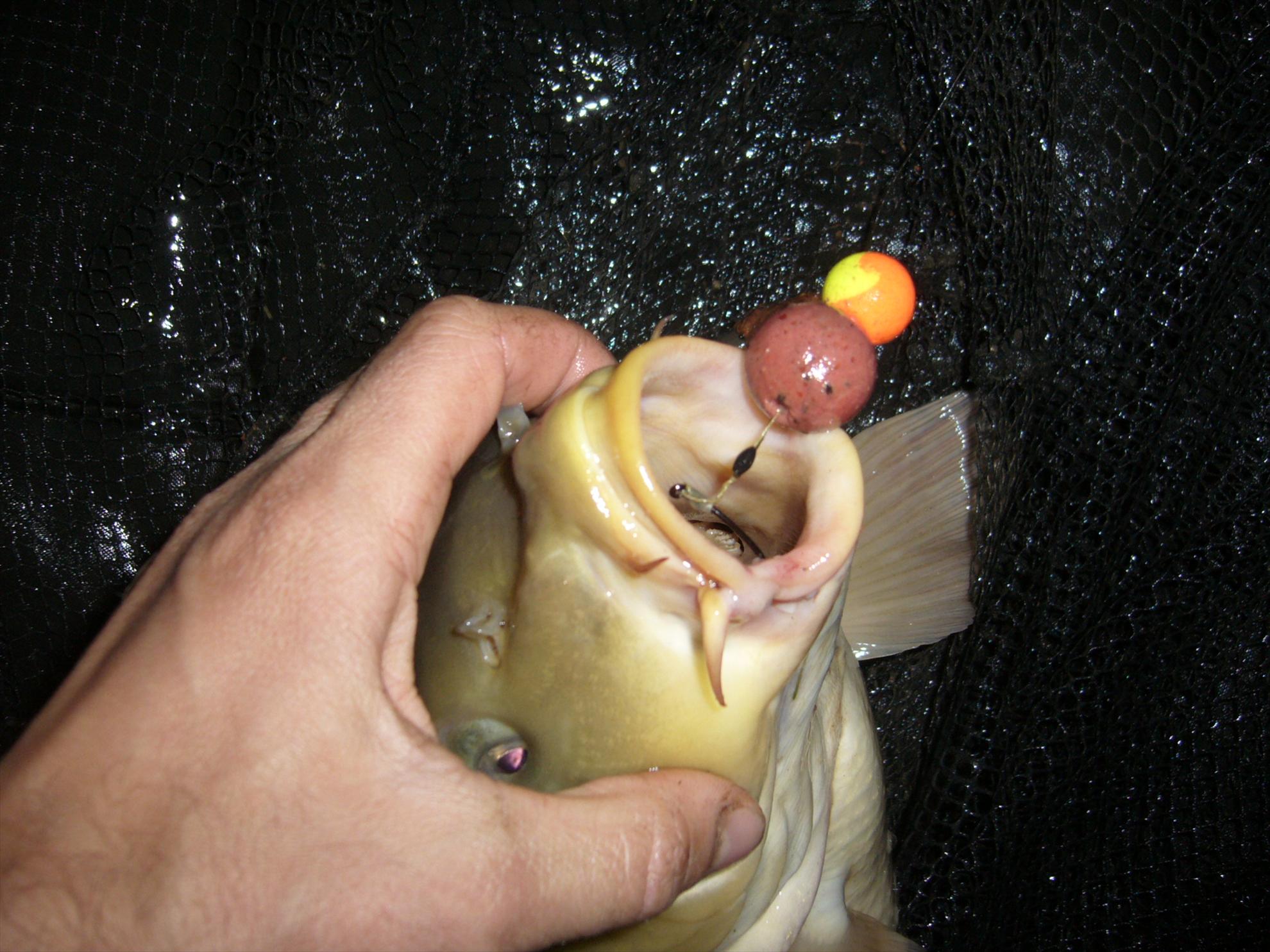 Horgesti 24-25.04.2013 - p1130943.JPG